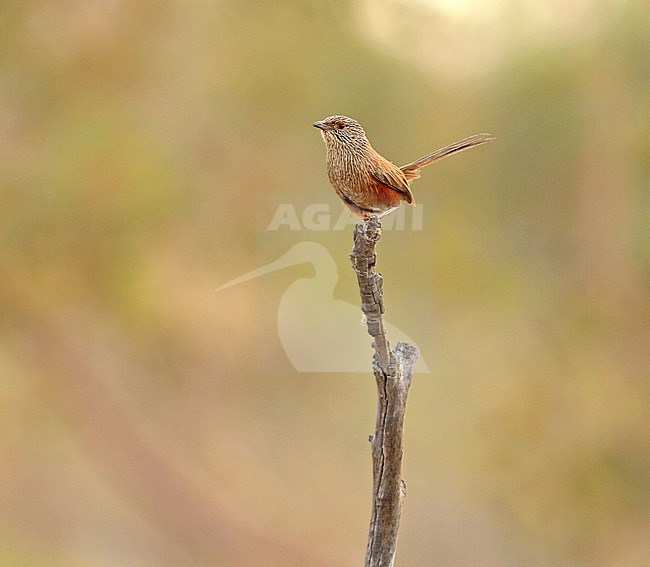 Kalkadoongrassluiper, Kalkadoon Grasswren, Amytornis ballarae stock-image by Agami/Pete Morris,