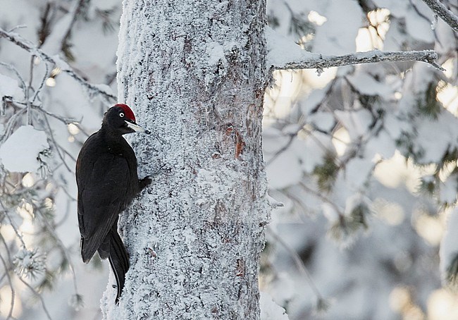 Black Woodpecker male (Dryocopus martius) Kuusamo Finland Januaary 2018. stock-image by Agami/Markus Varesvuo,