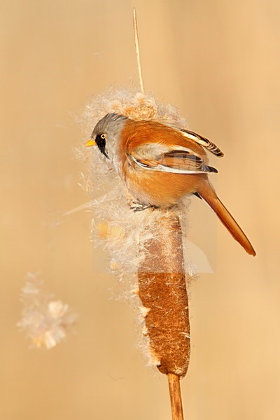 Baardman man in de sneeuw; bearded tit male in the snow; stock-image by Agami/Walter Soestbergen,