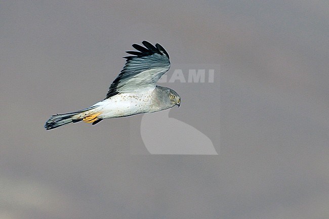 Adult male
Kern Co., CA
November 2007 stock-image by Agami/Brian E Small,