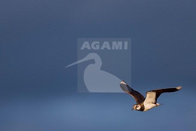 Northern Lapwing - Kiebitz - Vanellus vanellus, Russia (Baikal), adult stock-image by Agami/Ralph Martin,