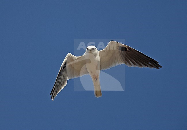 Black-shouldered Kite (Elanus axillaris) in flight stock-image by Agami/Andy & Gill Swash ,