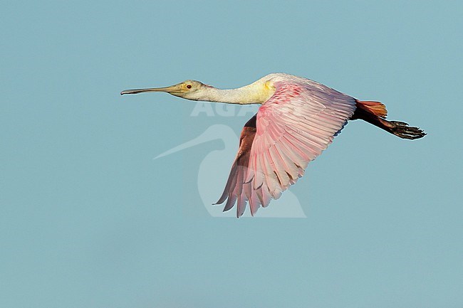 Juvenile Roseate Spoonbill, Platalea ajaja
Galveston Co., Texas
April 2017 stock-image by Agami/Brian E Small,