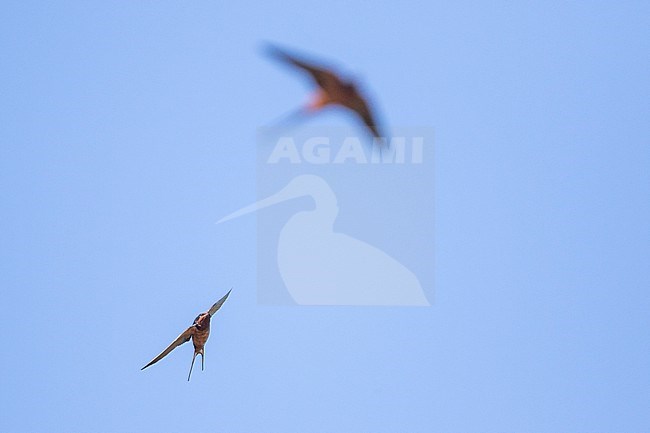 Barn Swallow - Rauchschwalbe - Hirundo rustica tytleri, Russia (Baikal), adult male stock-image by Agami/Ralph Martin,