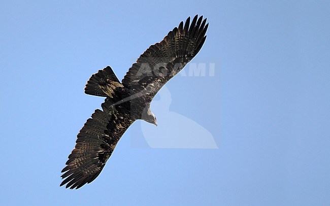 Eastern Imperial Eagle, Aquila heliaca, adult at Hungary stock-image by Agami/Helge Sorensen,