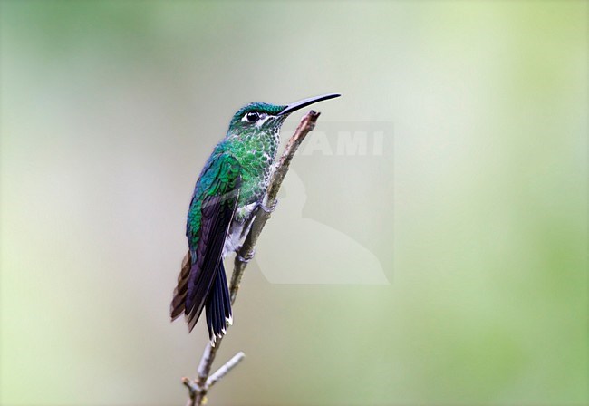 Groenkruinbrilliantkolibrie in zit; Green-crowned Brilliant perched stock-image by Agami/Marc Guyt,