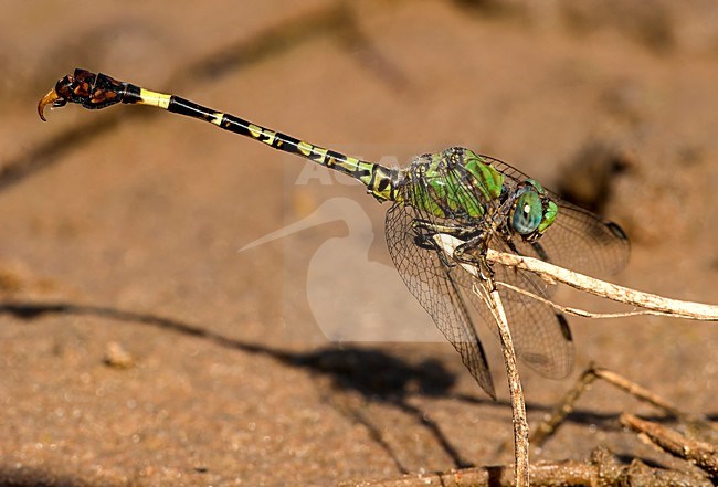 Mannetje Groene haaklibel, Male Green Hooktail stock-image by Agami/Wil Leurs,