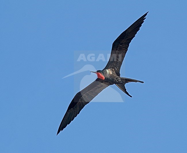 Great Frigatebird male flying; Grote Fregatvogel man vliegend stock-image by Agami/Roy de Haas,