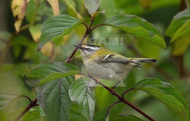 Adult bird feeding. stock-image by Agami/Kris de Rouck,