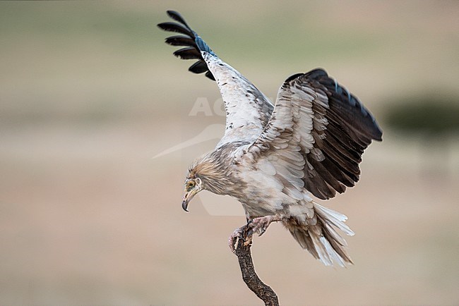 Endangered Egyptian Vulture (Neophron percnopterus) stock-image by Agami/Alain Ghignone,