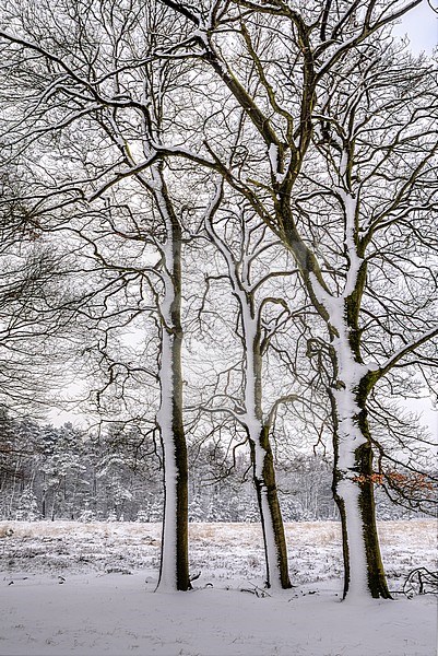 Sneeuw Planken Wambuis stock-image by Agami/Rob Riemer,