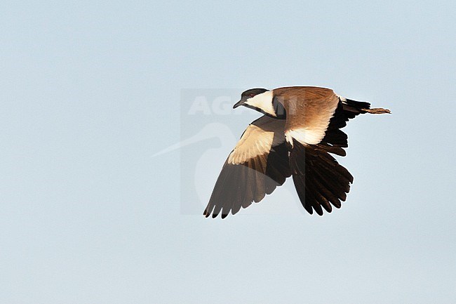 Adult Spur-winged Plover (Vanellus spinosus) in Israel stock-image by Agami/Marc Guyt,