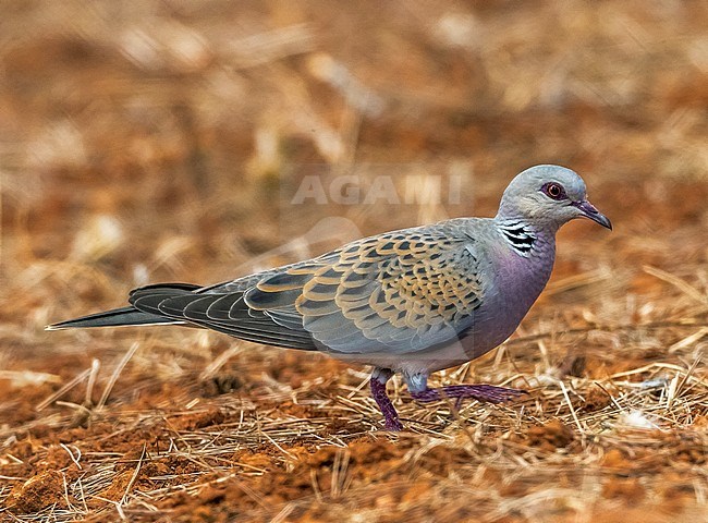 Adult Persian Turtle-Dove on the ground in Ibiza, July 2016. stock-image by Agami/Vincent Legrand,