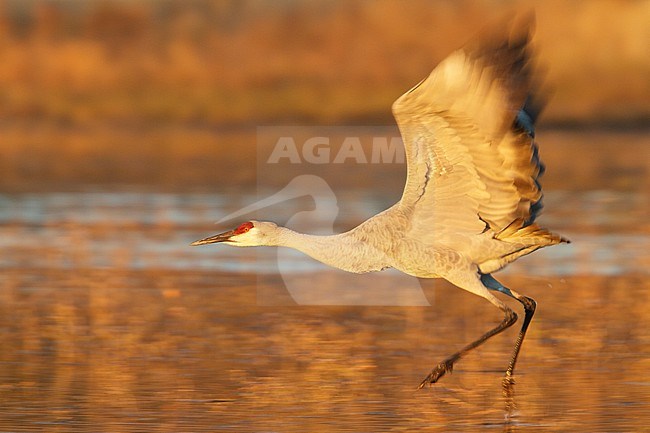 Sandhill Crane (Grus canadensis) flying at the Bosque del Apache wildlife refuge near Socorro, New Mexico, USA. stock-image by Agami/Glenn Bartley,