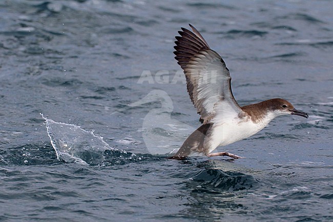 Yelkouanpijlstormvogel in de vlucht; Yelkouan Shearwater in flight stock-image by Agami/Daniele Occhiato,