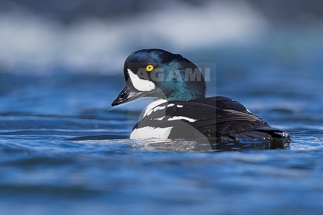 Barrow's Goldeneye (Bucephala islandica), adult male swimming in a river stock-image by Agami/Saverio Gatto,