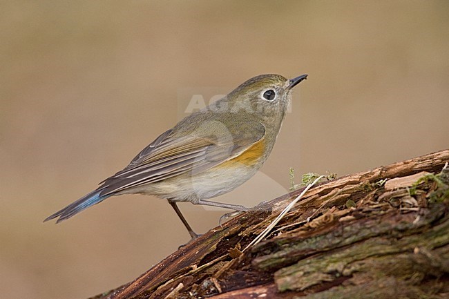 immature male Red-flanked Bluetail perched; onvolwassen man Blauwstaart zittend stock-image by Agami/Marc Guyt,