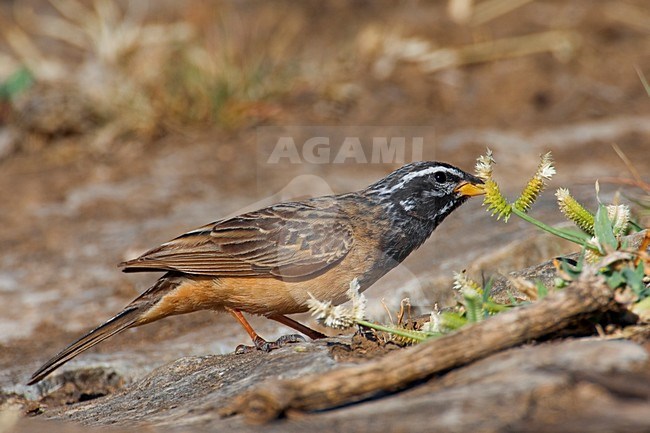 Foeragerende Berggors; Foraging Cinnamon-breasted Bunting stock-image by Agami/Daniele Occhiato,