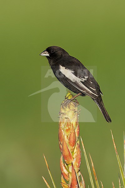 Adult male breeding
Weld Co., CO
June 2023 stock-image by Agami/Brian E Small,