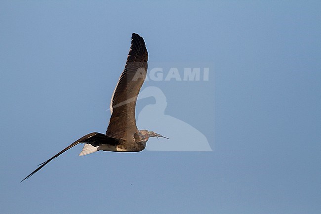 Sooty Gull - Hemprichmöwe - Larus hemprichii, Oman, adult, winter stock-image by Agami/Ralph Martin,