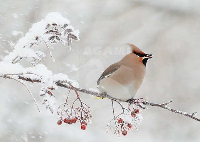 Volwassen Pestvogel foeragerend op bessen in de winter; Adult Bohemian Waxwing foraging on berries in winter stock-image by Agami/Markus Varesvuo,