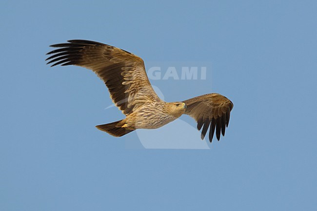 Juveniele Keizerarend in flight; Juvenile Asian Imperial Eagle in flight stock-image by Agami/Daniele Occhiato,