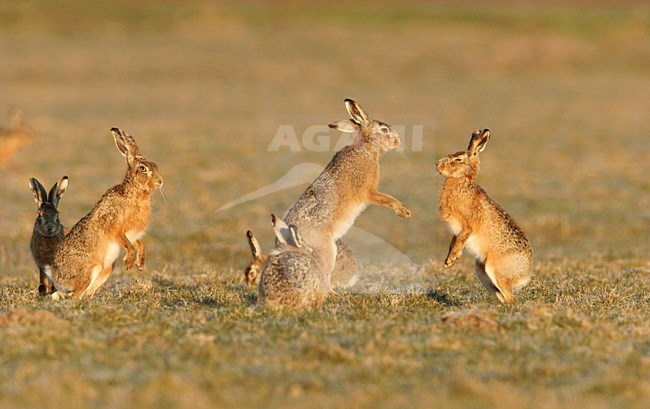 Vechtende Europese Hazen; European Hares fighting stock-image by Agami/Menno van Duijn,