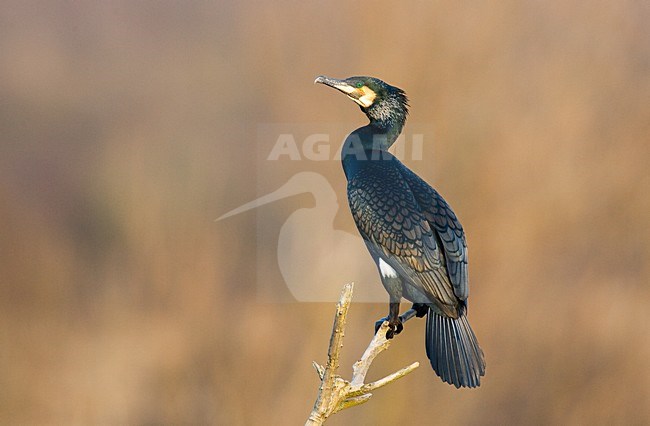 Volwassen Aalscholver zittend op tak; Adult Great Cormorant perched on branch stock-image by Agami/Menno van Duijn,