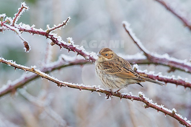 Little Bunting, Emberiza pusilla stock-image by Agami/Menno van Duijn,