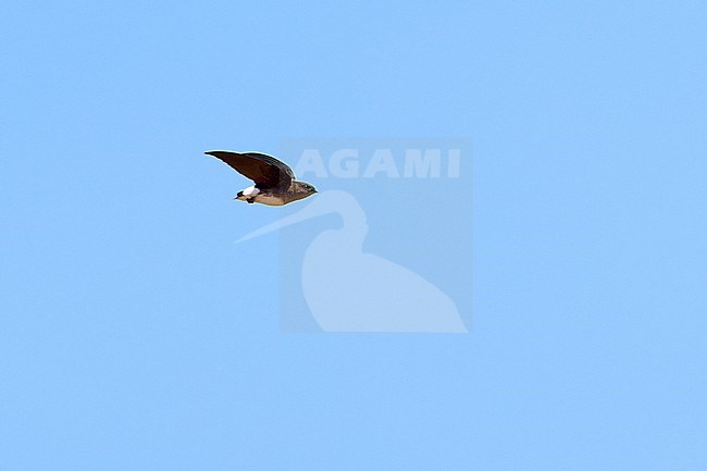 Böhm's Spinetail (Neafrapus boehmi) (aka Bat-like Spinetail) flying against a blue sky as a background, Zimbabwe stock-image by Agami/Tomas Grim,