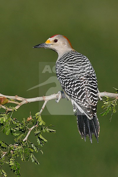 Adult male
Hidalgo Co., TX
January 2009 stock-image by Agami/Brian E Small,