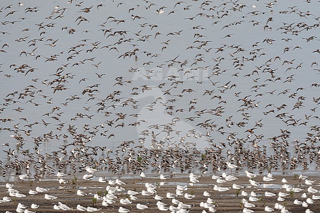 Grote groepen vogels in Westhoek; Bird flocks at Westhoek stock-image by Agami/Marc Guyt,