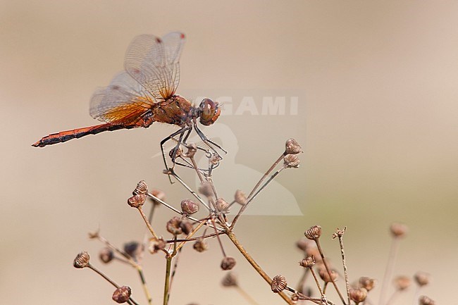 Adult male Yellow-spotted Darter(Sympetrum flaveolum) perched on a shrub in the Millingeraard, the Netherlands. stock-image by Agami/Fazal Sardar,