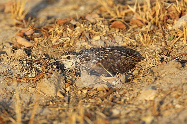Common Quail (Coturnix coturnix) at Al Abraq, Kuweit, during autumn migration. Hiding in plain sight. stock-image by Agami/Aurélien Audevard,