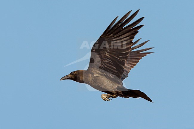 Bruinnekraaf in vlucht; Brown-necked Raven in flight stock-image by Agami/Daniele Occhiato,