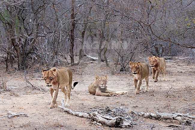 Lion (Panthera Leo) pride walking at Kruger National Park in summer stock-image by Agami/Caroline Piek,