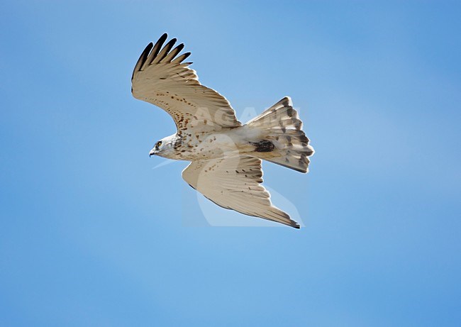 Slangenarend; Short-toed Eagle stock-image by Agami/Markus Varesvuo,