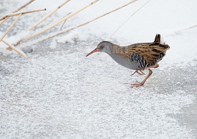 Waterral foeragerend in bevroren sloot; Water Rail foraging on frozen ditch stock-image by Agami/Markus Varesvuo,