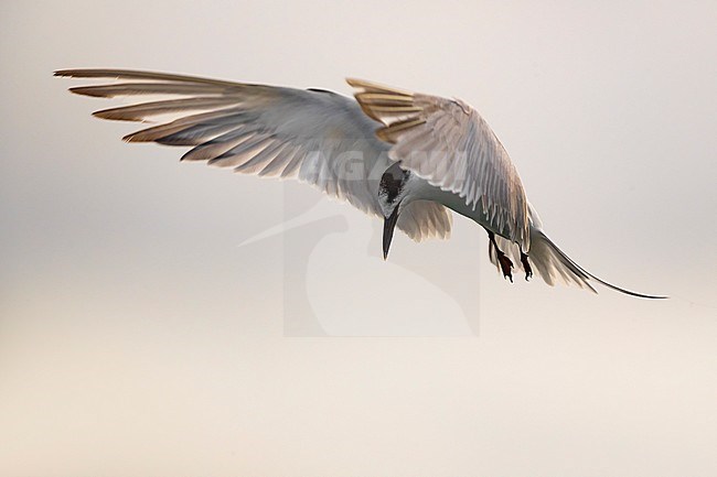 Common Tern (Sterna hirundo) on the Azores. Hovering and looking for prey to catch. stock-image by Agami/Daniele Occhiato,