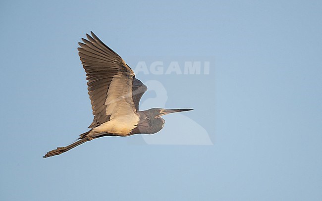 Tricolored Heron (Egretta tricolor ruficollis), adult in flight at Stick Marsh, Florida, USA stock-image by Agami/Helge Sorensen,