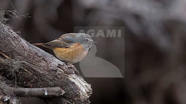 Side view of a 1cy male Common Redstart (Phoenicurus phoenicurus). Finland stock-image by Agami/Markku Rantala,