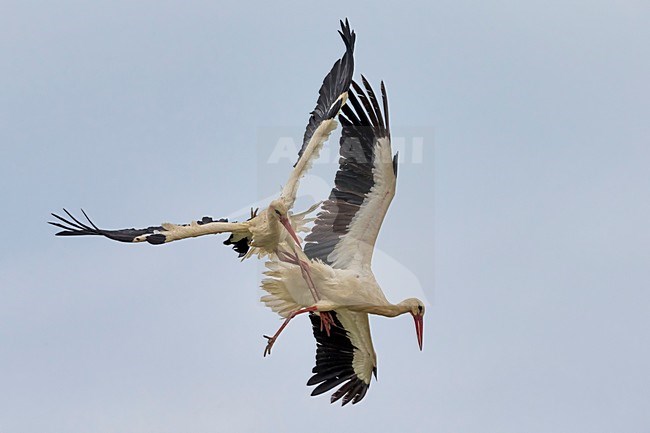 Ooievaars vechtend in de vlucht; White Storks fighting in flight stock-image by Agami/Daniele Occhiato,