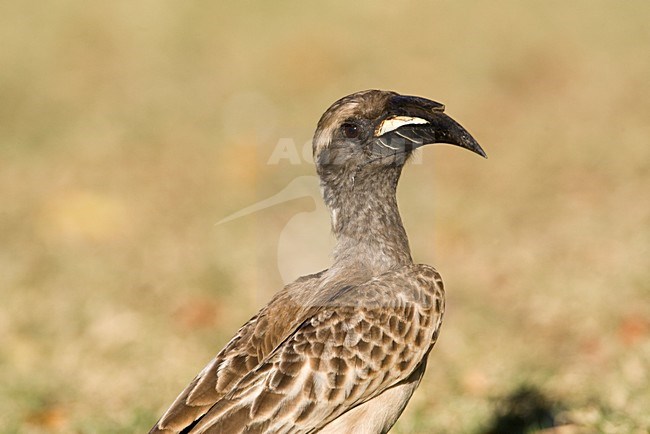 Grijze Tok, African Grey Hornbill, Tockus nasutus stock-image by Agami/Marc Guyt,