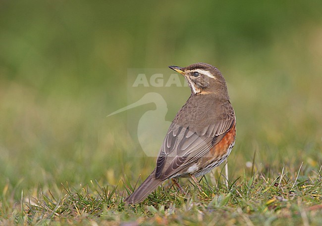 Koperwiek, Redwing, Turdus iliacus stock-image by Agami/Arie Ouwerkerk,