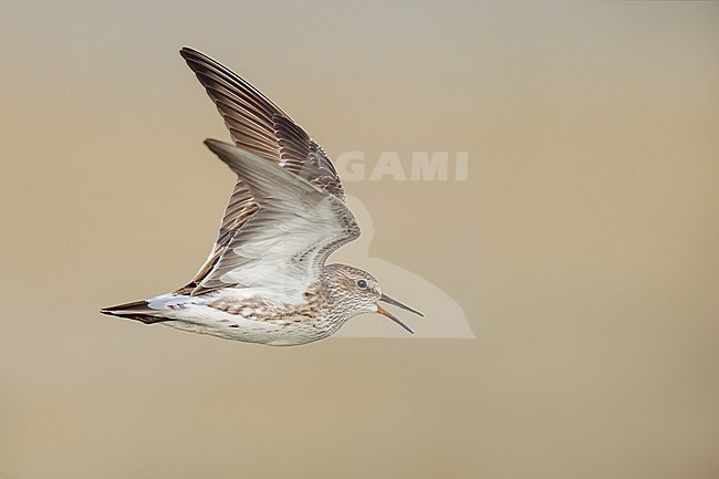 Adult breeding
Galveston Co., TX
May 2023 stock-image by Agami/Brian E Small,