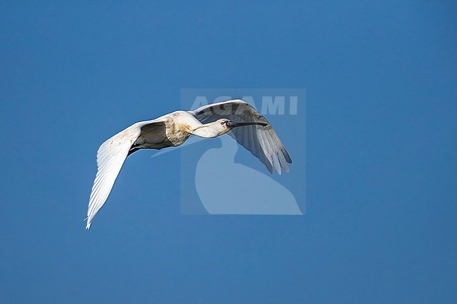 Adult Mauritanian Spoonbill flying over the Banc d'Arguin, Iwik, Mauritania. April 11, 2018. stock-image by Agami/Vincent Legrand,