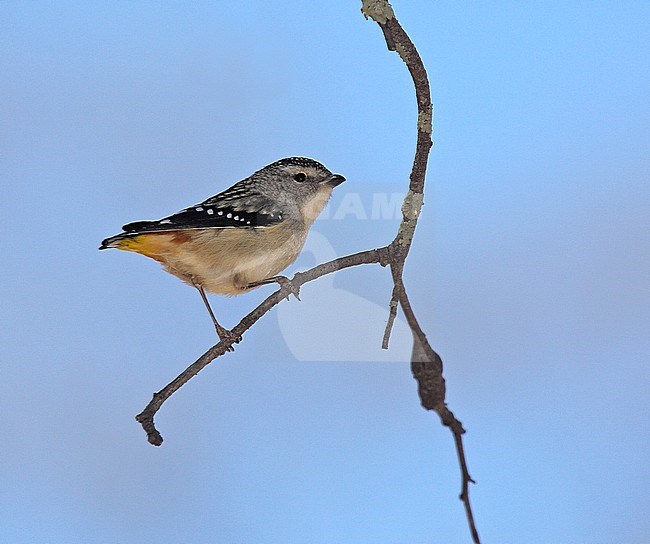 Spotted  or Yellow-rumped Pardalote (Pardalotus punctatus ssp. xanthopyge) perched stock-image by Agami/Andy & Gill Swash ,