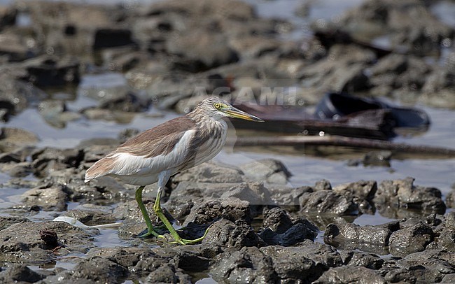 Javan Pond Heron (Ardeola speciosa) at Petchaburi, Thailand stock-image by Agami/Helge Sorensen,