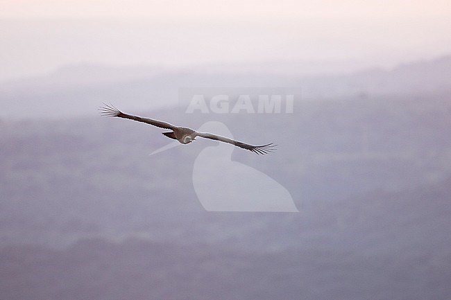 Eurasian Griffon Vulture - Gänsegeier - Gyps fulvus ssp. fulvus, Spain stock-image by Agami/Ralph Martin,