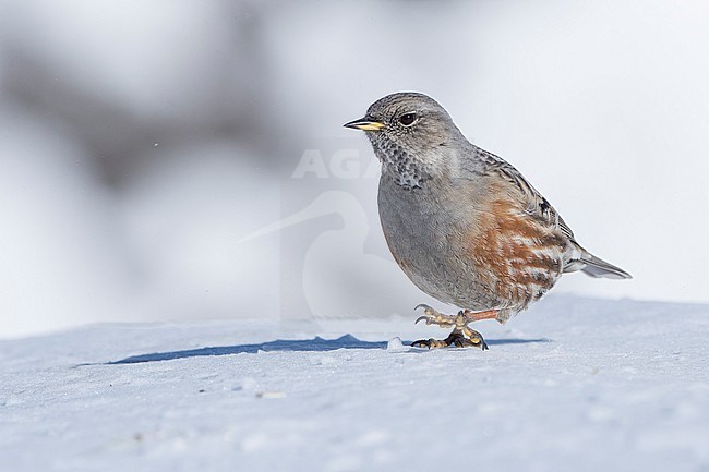 Alpine Accentor (Prunella collaris) sitting in a snow coverd moutain landscape in the swiss alps. stock-image by Agami/Marcel Burkhardt,